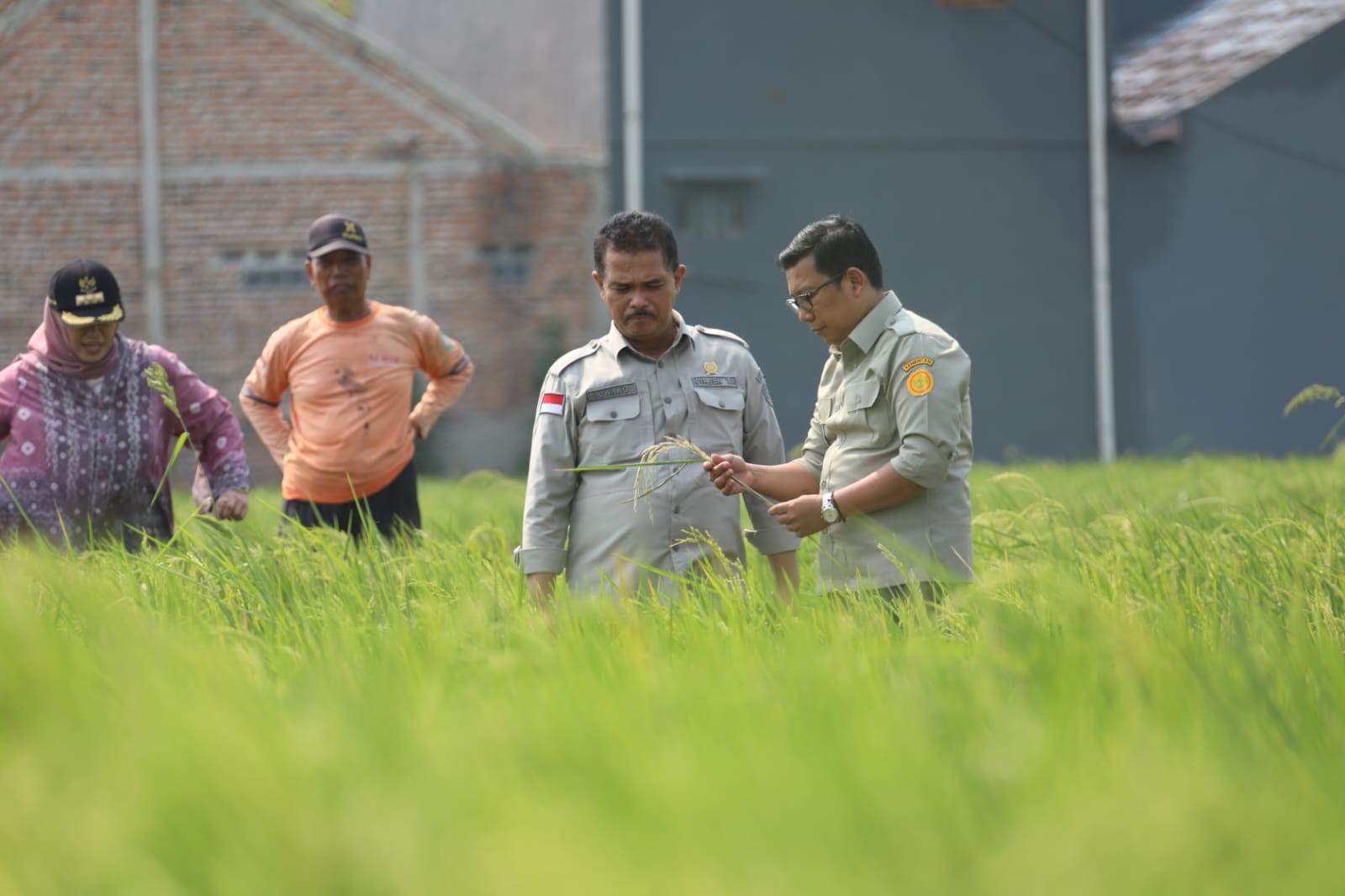 Genjot Produksi Padi, Plt Mentan Fokus Kendalikan Serangan Hama Penggerek Batang, Tikus dan Burung