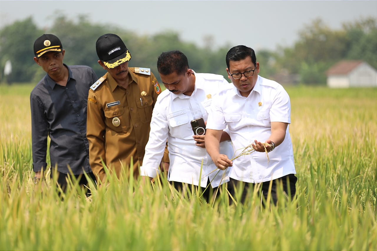 Plt Mentan Panen Raya dan Tanam Padi di Sukoharjo