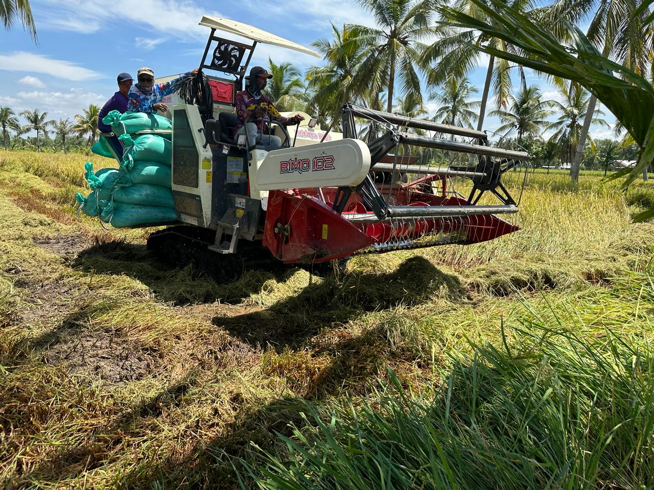 Panen Padi Di Sumsel Optimal, Optimis Puncak Panen Mencukupi Pasar