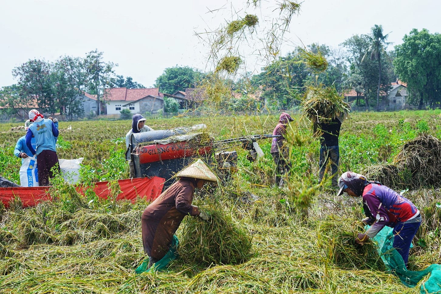 Pemerintah Resmi Ubah HPP Gabah dan Beras