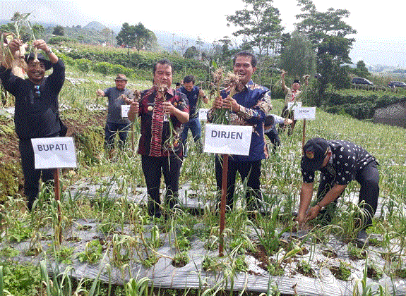 Bangkitkan Bawang Putih di Wonosobo