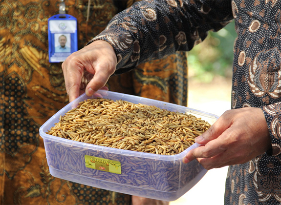 Meningkatkan Kolaborasi Riset untuk Inovasi Teknologi Perikanan Indonesia