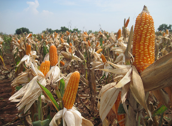 TANAMAN PANGAN : Iklim Kondusif, Produksi Jagung (Siap) Melejit