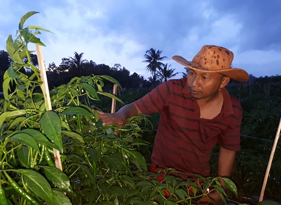 HORTIKULTURA : Siasat Budidaya Saat Air Melimpah