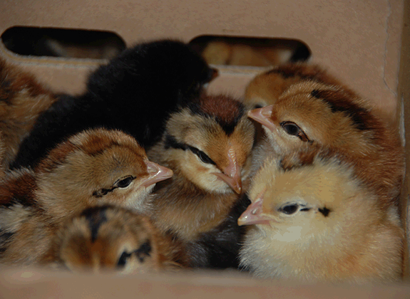 Kementan: Harga Ayam Anjlok Karena Permintaan Pasar Turun