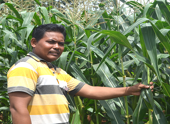 Berharap Tetap Untung Menanam Jagung