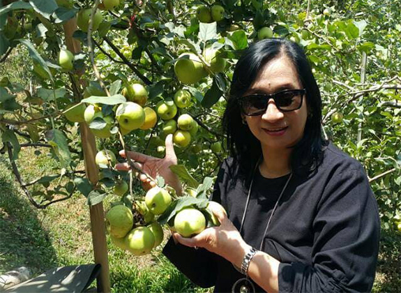 Budidaya Tebu Sesuai GAP