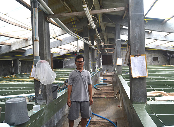 Hatchery Korban Tsunami Kembali Produksi           