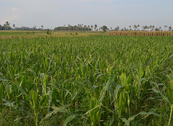 Serangan Ulat Baru Meluas, Petani Jagung Ganti Komoditas