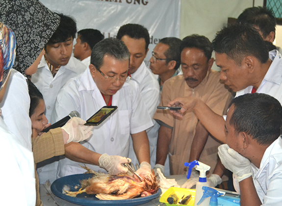 PETERNAKAN : Membedah Usus Ayam Pascalarangan AGP