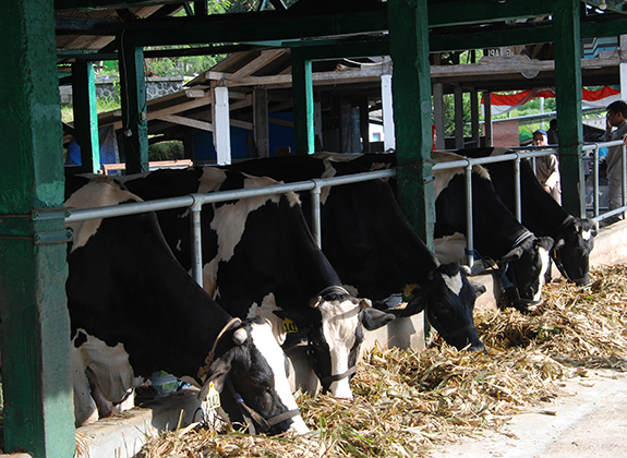 Mengurai Langkah Kebangkitan Industri Sapi Perah