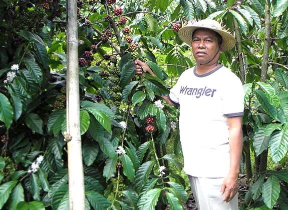 Masuki Puncak Panen, Harga Kopi Jatuh