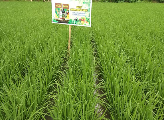 Tanaman Subur, Petani Makmur