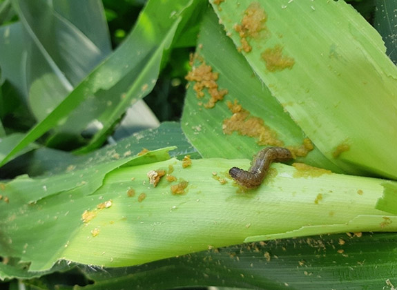 Rumuskan Strategi Penanganan Ulat Grayak Baru pada Jagung