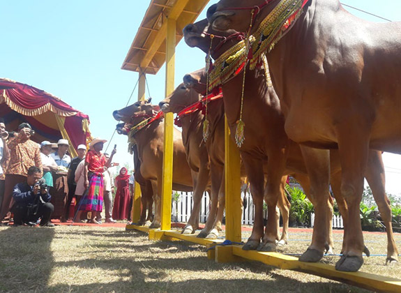 Dukung Pencanangan Kampung Inseminasi Buatan Sapi Pertama di Indonesia