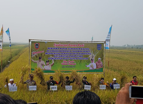 Panen Budidaya Padi Sehat di Lahan Rawa Kalsel