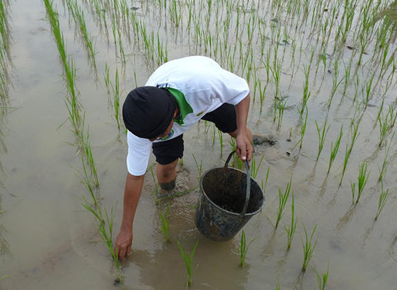 Cara Jitu Basmi Siput Murbai, Aman dan Alami