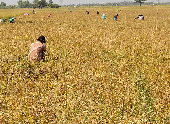 Tantangan dan Strategi Pengembangan Agro Bio-Input