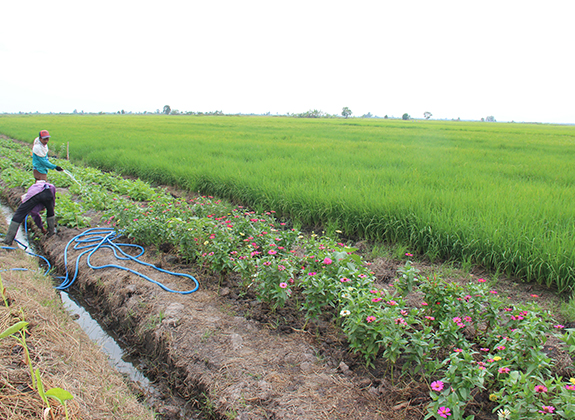 Produksi Tinggi Tanpa Merusak Lingkungan