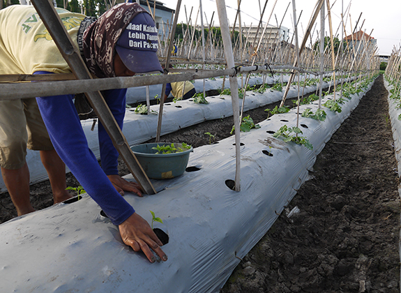 HORTIKULTURA : Bagas Suratman, Mabuk dan Judi Masa Suram, Pertanian Masa Depan