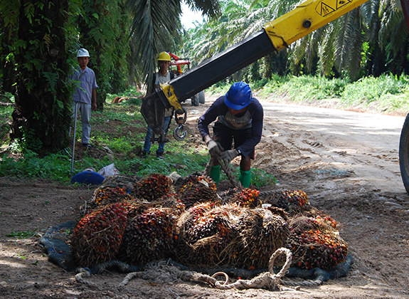 PERKEBUNAN : Target 2020, Seluruh Anggota GAPKI Kantungi ISPO