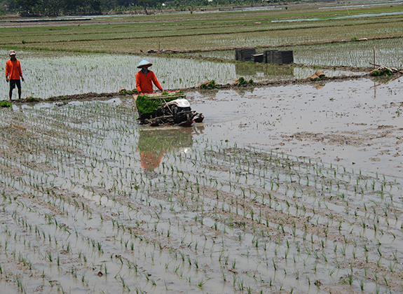 TANAMAN PANGAN : Produksi Pangan Tuban Meningkat Berkat Alsintan