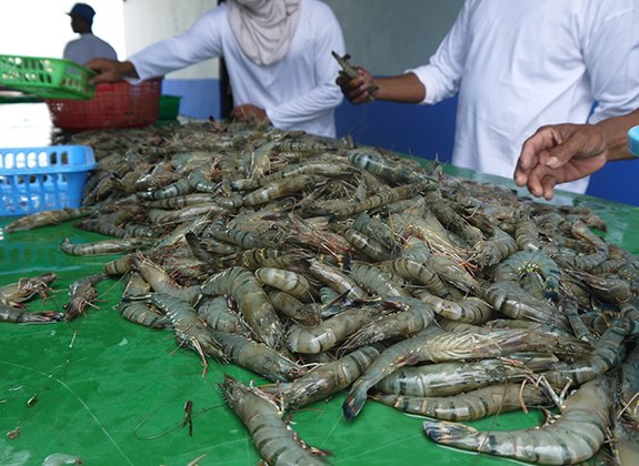 Menjamin Keberlangsungan Budidaya Udang dengan Asuransi