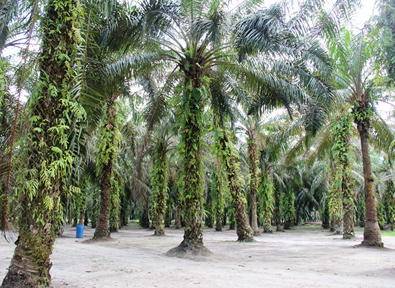 Peluang Industri Kelapa Sawit di Tahun Tikus Logam 