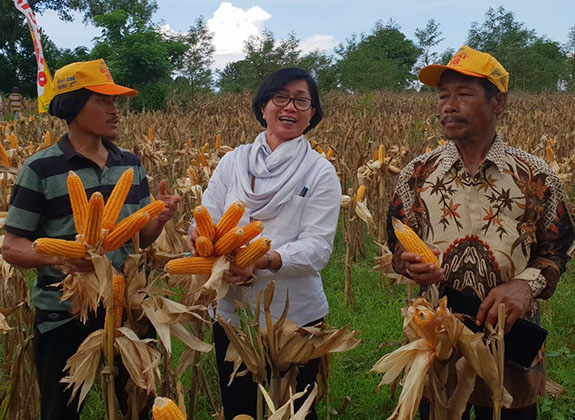 Pasokan Jagung Untuk Pakan Awal Tahun 2020 Aman