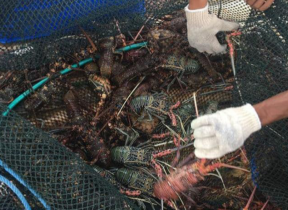 KKP Garap Industri Budidaya Lobster Dalam Negeri