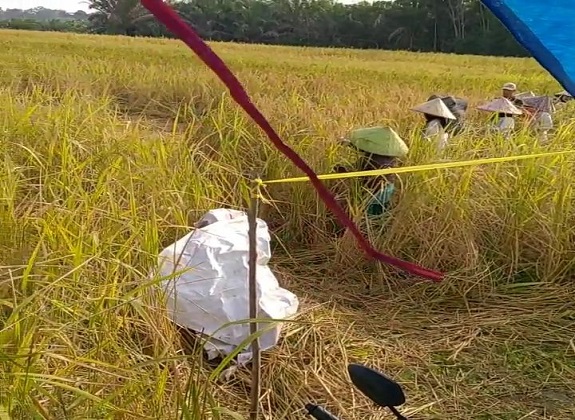 Provinsi Jambi Panen Raya Padi