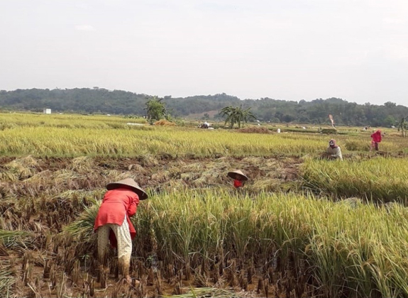 Sukabumi Panen Padi dan Jagung