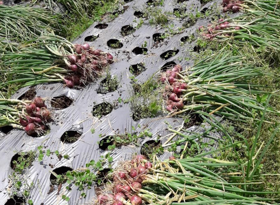 Kementan Jamin Stok Bawang Merah Aman Hadapi Ramadhan dan Idul Fitri