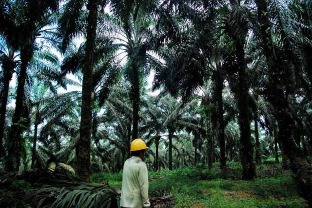 Industri Sawit Optimis Hadapi Puasa dan Lebaran