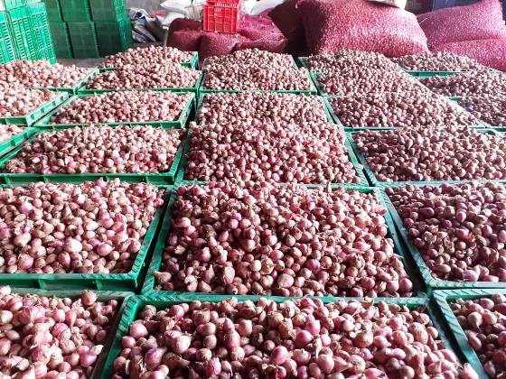 Bawang Merah Pati Siap Guyur Pasar Jelang Lebaran