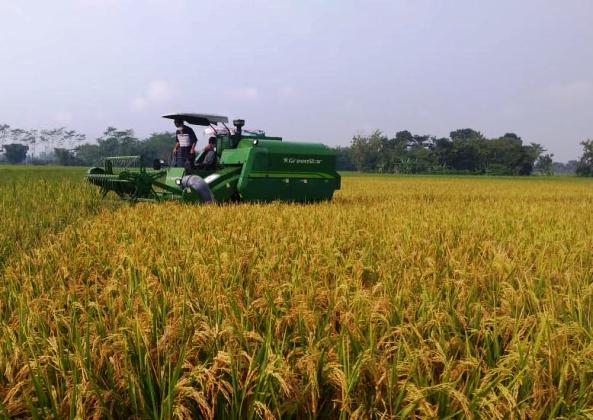 Meningkatkan Produksi Padi di Lahan Rice Garden 