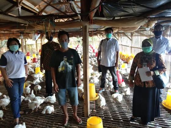 Penyerapan Ayam Ras Peternak Mandiri Mulai Berjalan