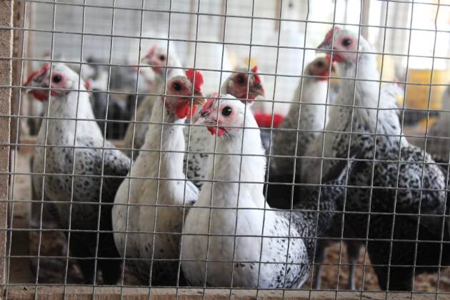 Ayam Sembawa, Lokal Si Penghasil Telur Andal