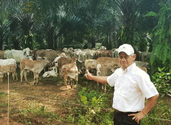 Minyak Sawit Tetap Dibutuhkan Dunia