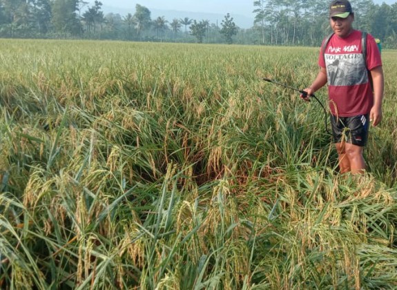 MANTAP, Varietas Padi Baru Produksi Tinggi