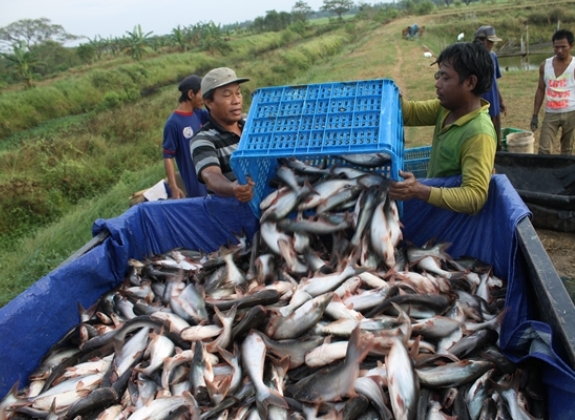 Penerapan CPIB Ikan Patin dan Lele