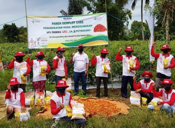 Mendongkrak Produksi Cabai Hingga 62,5%