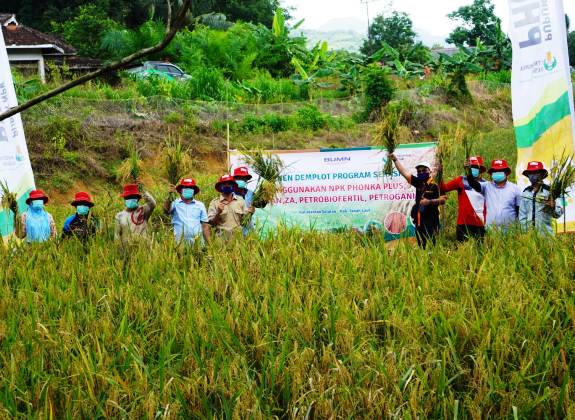 Meningkatkan Panen Padi dengan Serasi