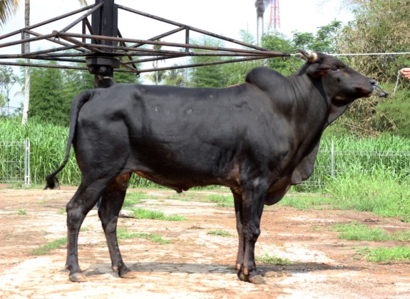 Pengembangan Ternak Lokal Sapi Pasundan