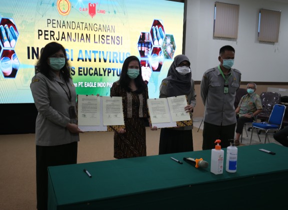 Gandeng Swasta, Antivirus Corona Berbahan Eucalyptus Diperbanyakan