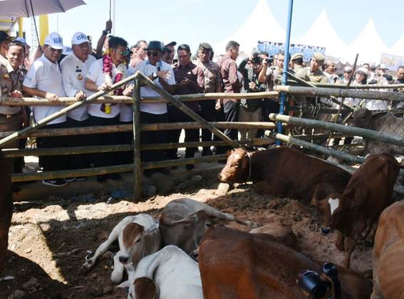 Upaya Menggenjot Populasi Sapi-Kerbau Lokal 