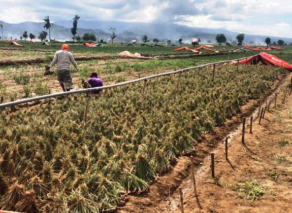 Produksi Bawang Merah Melonjak, Pendapatan Petani Terkerek