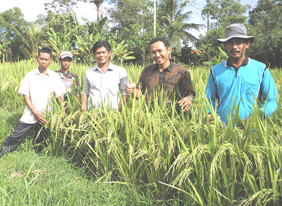 Harga Gabah kian Merosot, Petani bak Jatuh Tertimpa Tangga