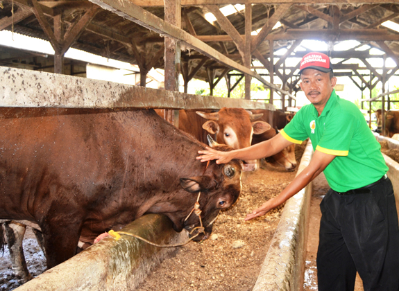 Membidik Untung dari Bisnis Kurban