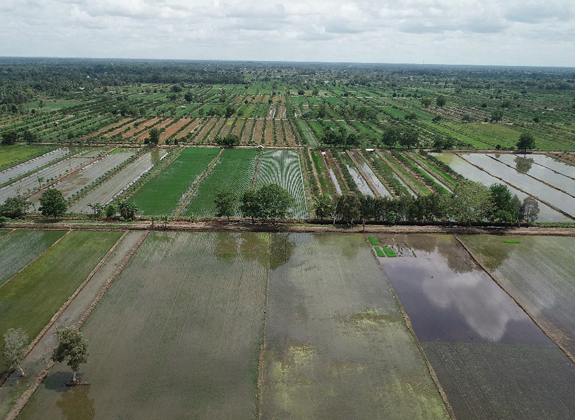 Mengejar Target Tambahan dari Lahan Rawa